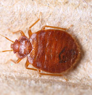 Treatments for Bed Bugs Bed Bug