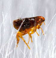 Treatments for Fleas Flea