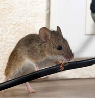 Treatments for Mice Mouse