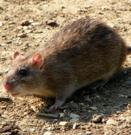 Treatments for Rats Rat