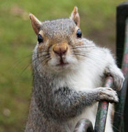Treatments for Squirrels Squirrel