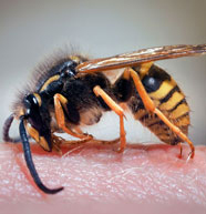 Treatments for Wasps & Wasps Nests Wasp